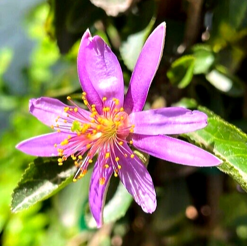 Lavendel sternblüte - lavendel-sternblüte,