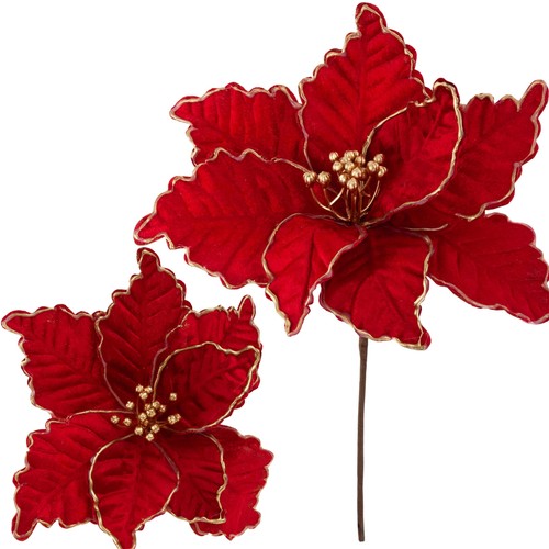 Stern von bethlehem blume - stern,