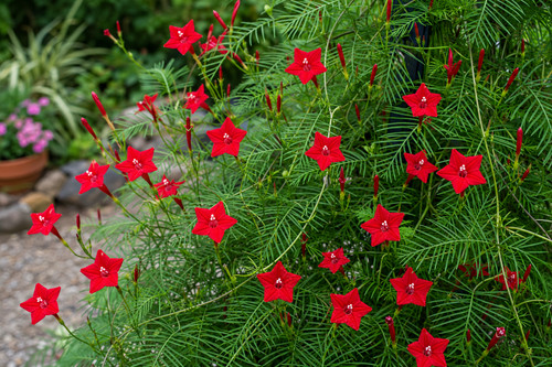 Ipomoea quamoclit cardinalis - ipomoea,