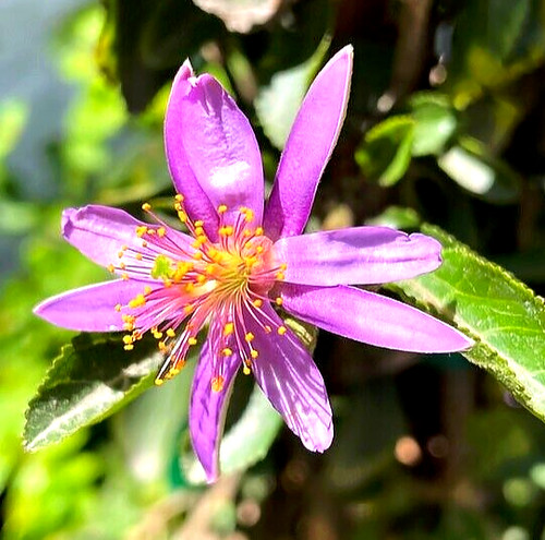 Lavendel sternblüte - lavendel-sternblüte,