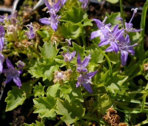 Stern polster glockenblume - stern-polster-glockenblume,