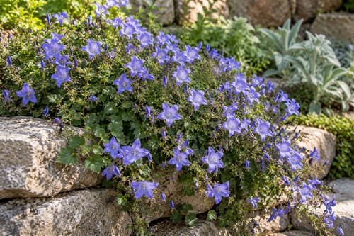 1143xp campanula garganica - 1143xp,