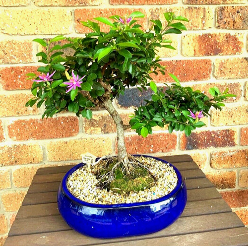 20x bonsai samen - 20x,