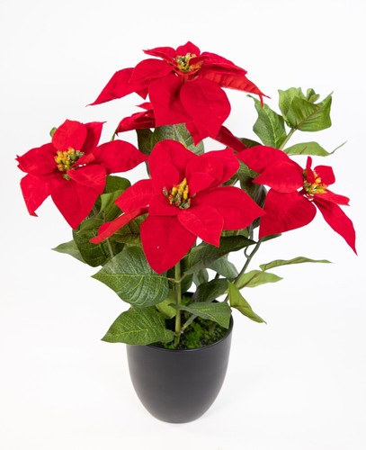 Großer weihnachtsstern 56cm - weihnachtsstern,