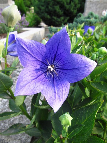 Samen ein prachtvoller blauer - ein,