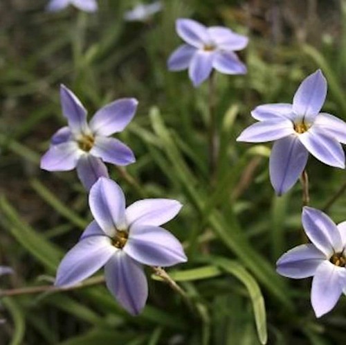 Sternblume jessie ipheion - sternblume,