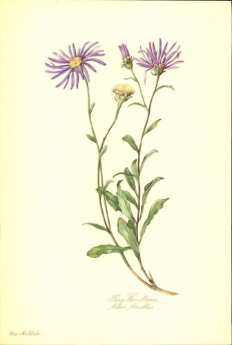 Berg sternblume aster - berg-,