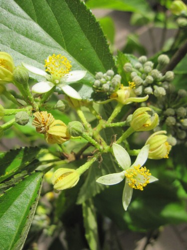 Grewia biloba sternbusch - grewia,