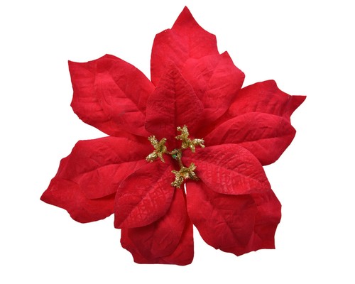 Weihnachtsstern blume auf clip - weihnachtsstern,