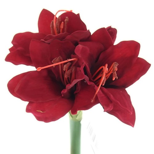 Gasper amaryllis ritterstern - gasper,