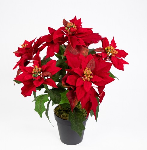 Weihnachtsstern nature 38cm - nature,
